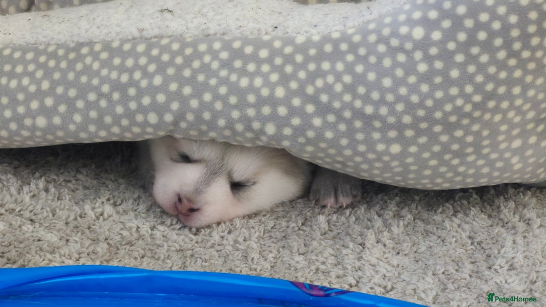 Pomsky dogs for sale: 🐾 New Year Pomsky Puppies – Mini Husky 🐾 - Advert 17