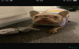 French Bulldog dogs for sale: French bull dog  - Image 2