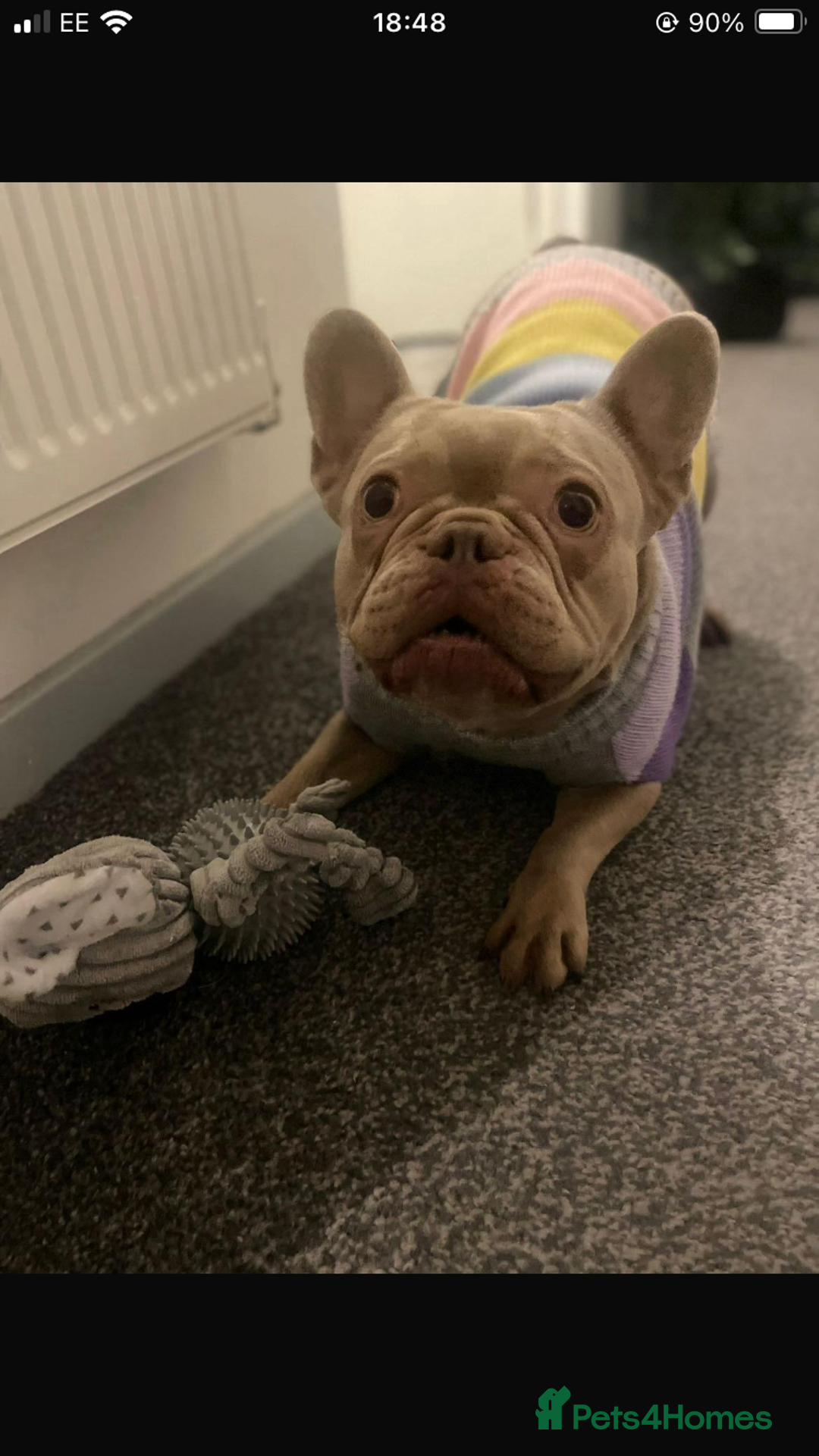 French Bulldog dogs for sale: French bull dog  - Image 2