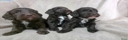 Cockapoo dogs for sale: F1 Chocolate Cockapoos. DNA Health Tested - Advert 22