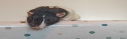 Rat rodents for sale: Trio of Male Dumbo Rats and Cage - Advert 1