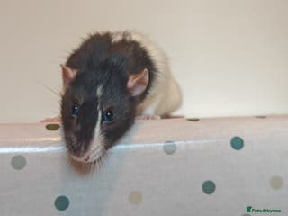 Rat rodents Trio of Male Dumbo Rats and Cage - Advert 2