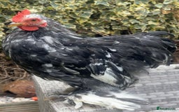 Netherland Dwarf rabbits for sale: Stunning Group of Young Pekin Bantams - Image 2