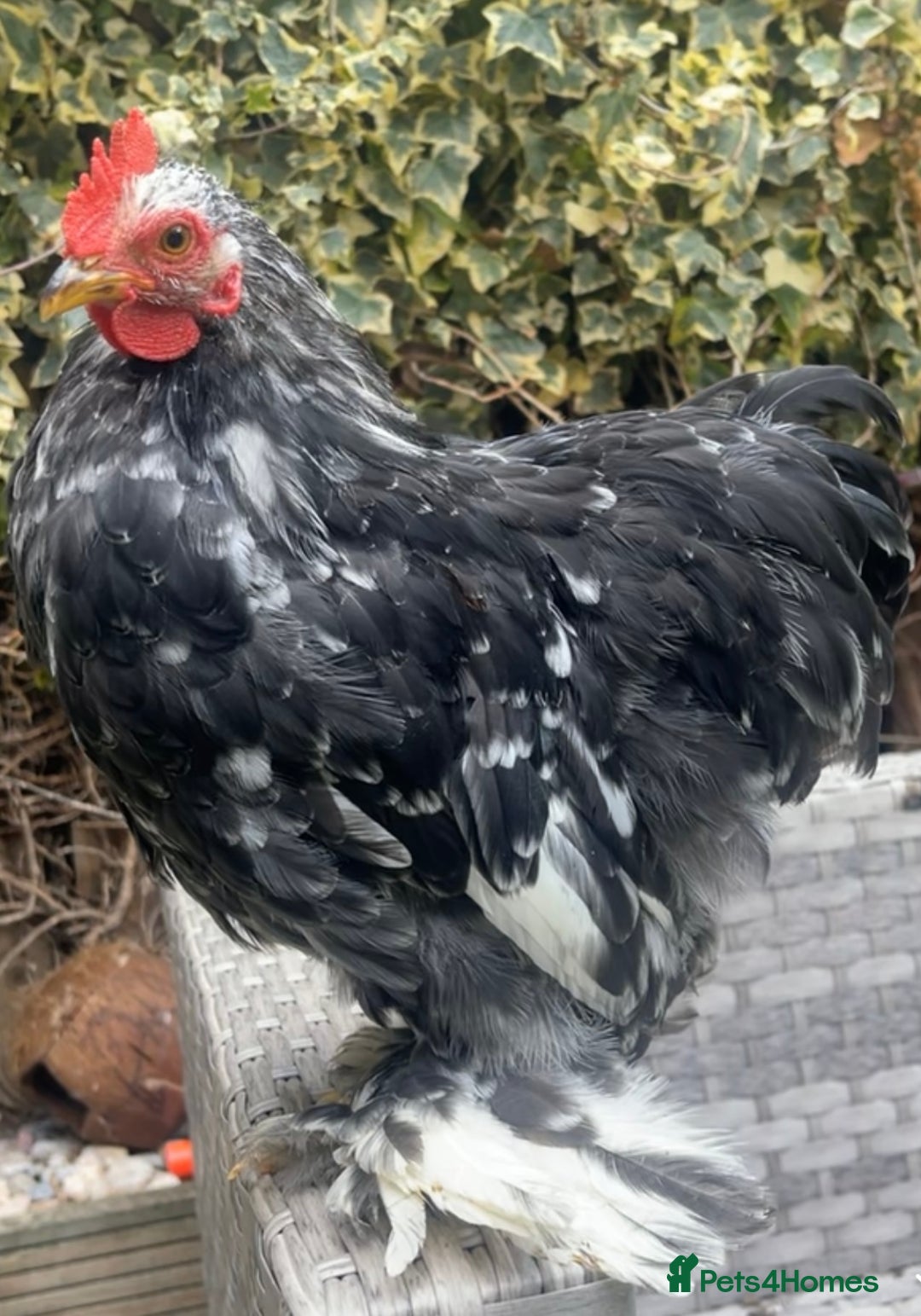 Netherland Dwarf rabbits for sale: Stunning Group of Young Pekin Bantams - Image 2