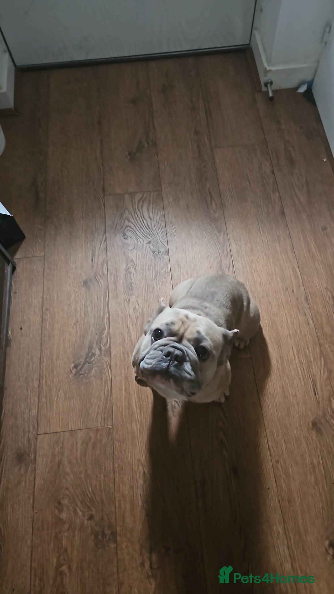 French Bulldog dogs for sale: Desperately seeking a new loving home - Advert 7