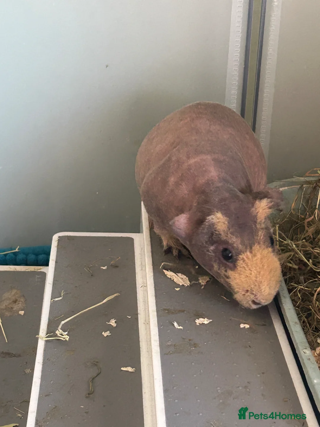 Guinea Pig rodents for sale: Male skinny pig  in Doncaster - Advert 1