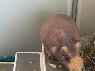 Guinea Pig rodents Male skinny pig - Advert 2