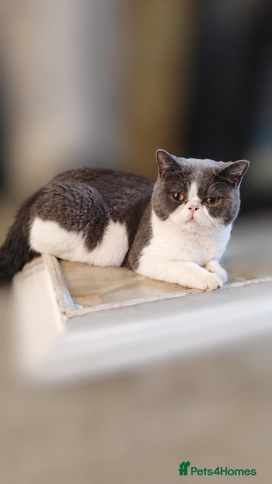 British Shorthair cats Beautiful British Shorthair Kittens – GCCF Reg - Advert 2