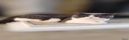 British Shorthair cats for sale: Beautiful British Shorthair Kittens – GCCF Reg in London - Advert 2