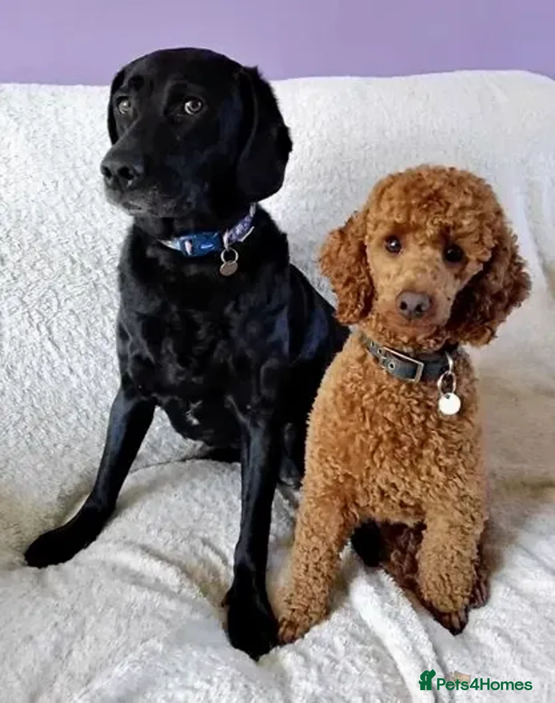 Miniature Poodle dogs for stud: Deep Red Extensively Health Tested Boy in Bognor Regis - Image 3