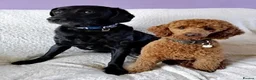 Miniature Poodle dogs for stud: Deep Red Extensively Health Tested Boy in Bognor Regis - Advert 3