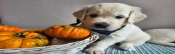 Golden Retriever dogs for sale: Outstanding Kc registered Golden Retriever puppies - Advert 7
