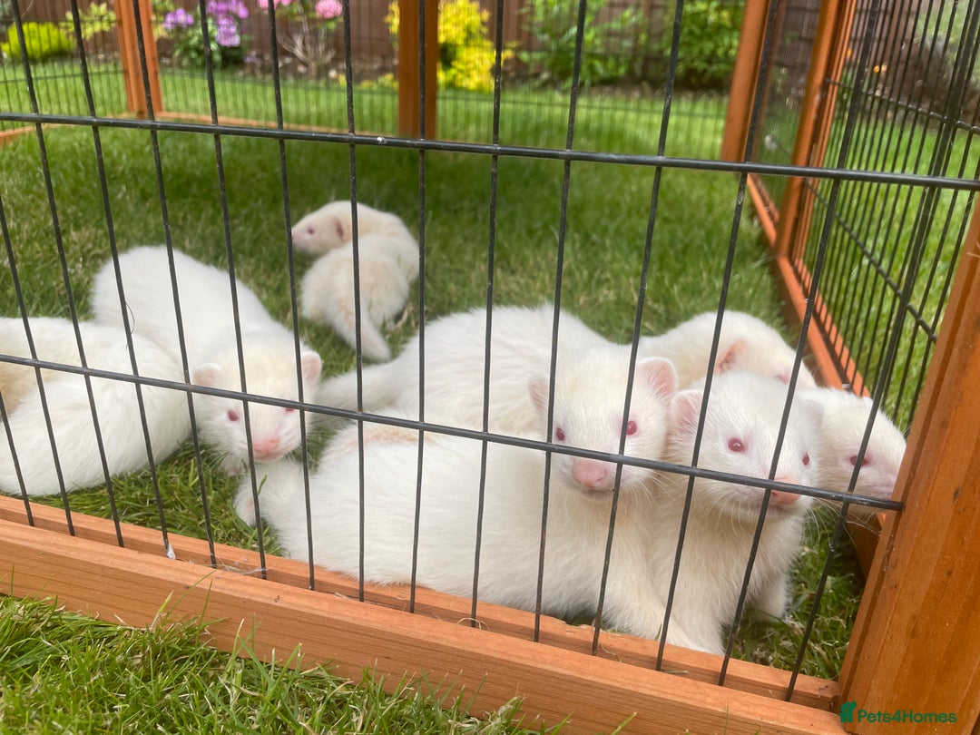 Ferret rodents for sale: Albino kits for sale  - Image 5