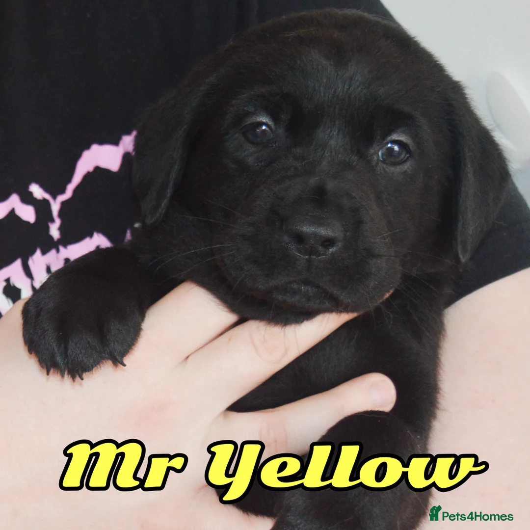 Labrador Retriever dogs for sale: EXTENSIVELY HEALTH TESTED KC CHUNKY LABRADORS  - Advert 21