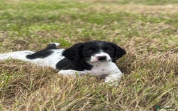 English Springer Spaniel dogs for sale: Stunning DNA Clear KC Springer Spaniel Puppies  - Image 3