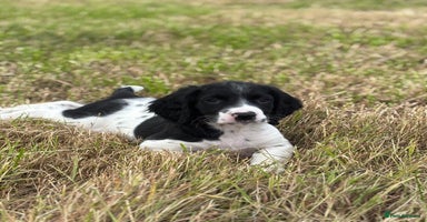 English Springer Spaniel dogs - Advert 11