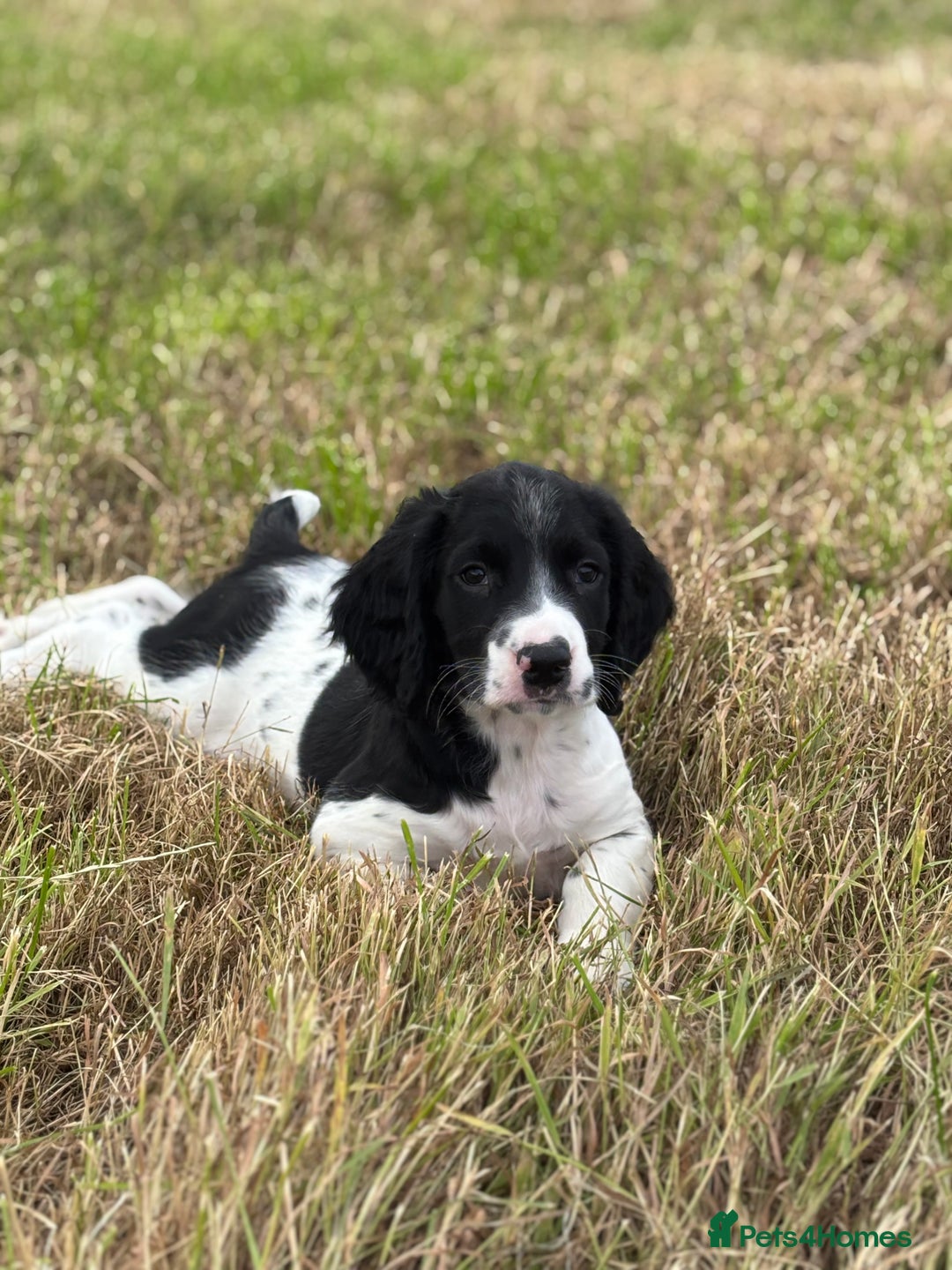 English Springer Spaniel dogs for sale: Stunning DNA Clear KC Springer Spaniel Puppies  - Image 3
