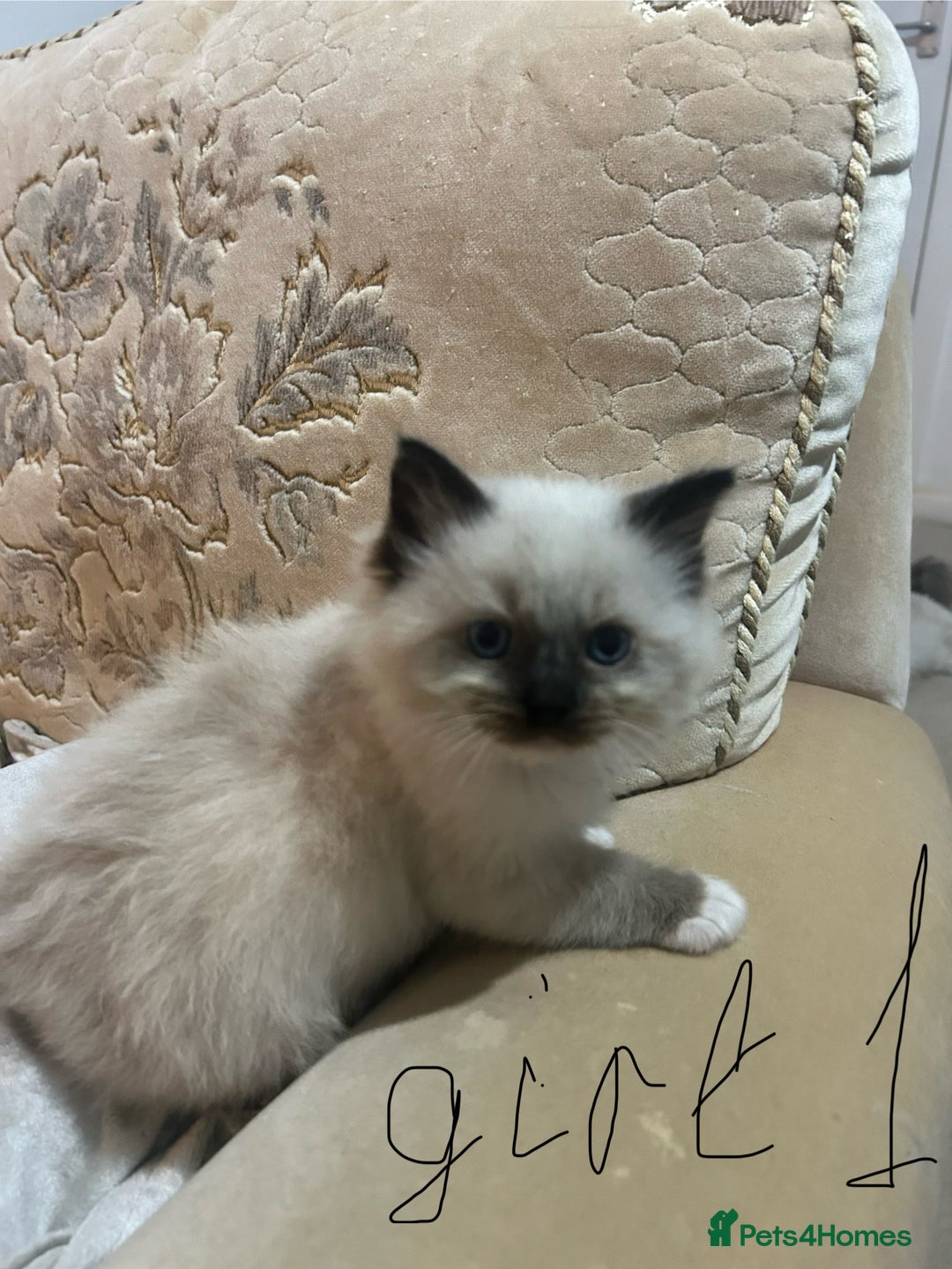 Ragdoll cats for sale: A real ragdoll - Advert 10