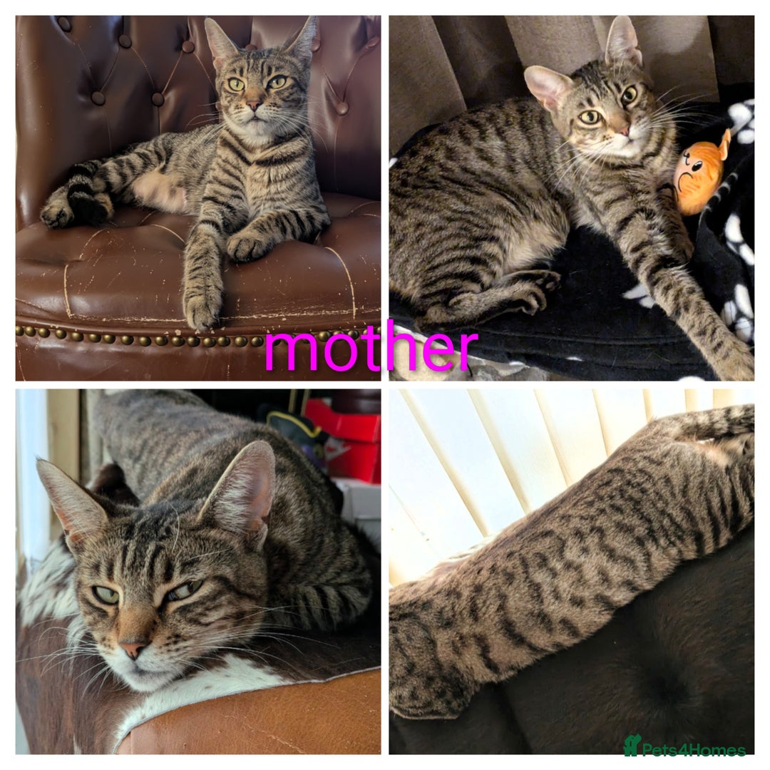 Bengal cats for sale: Spotted Bengal kittens ready now - Advert 15