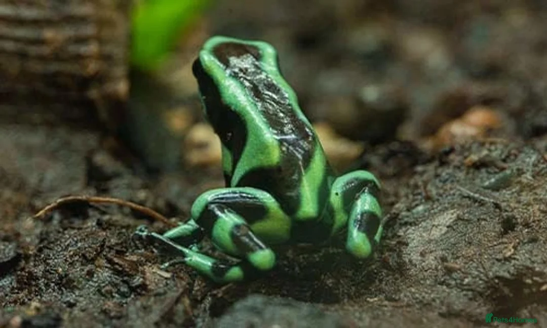 Frog reptiles for sale: Dart frogs in St. Ives - Advert 1
