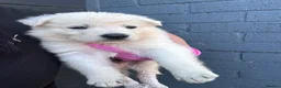 White Swiss Shepherd dogs for sale: 🏆KC WSS Champion Bloodline stunning puppies - Advert 20