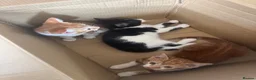 Mixed Breed cats for sale: Lovely kittens ready NOW!! - Advert 16