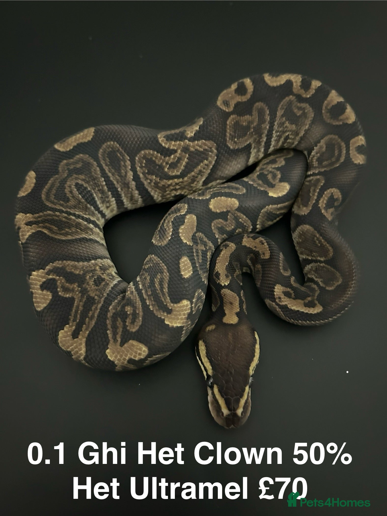 Python Snake reptiles Royal Pythons  - Advert 16