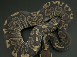Python Snake reptiles Royal Pythons - Advert 16
