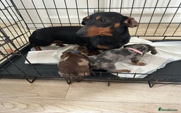 Miniature Dachshund dogs for sale: Miniature dachshund  - Image 23