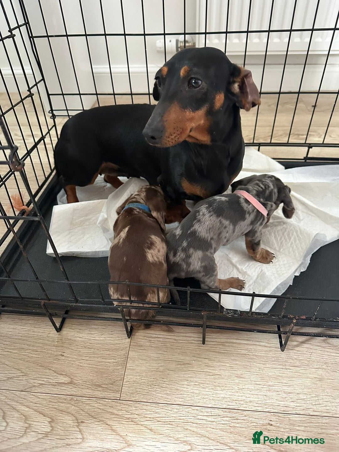 Miniature Dachshund dogs for sale: Miniature dachshund  - Image 23