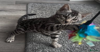 Bengal cats - Advert 2