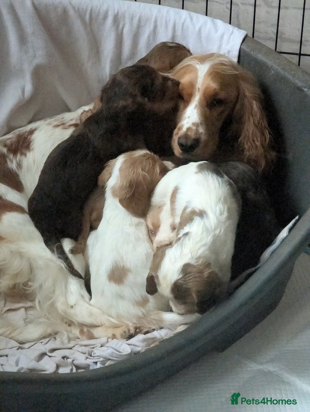 Cocker Spaniel dogs for sale: Beautiful cocker spaniel pups  - Image 10
