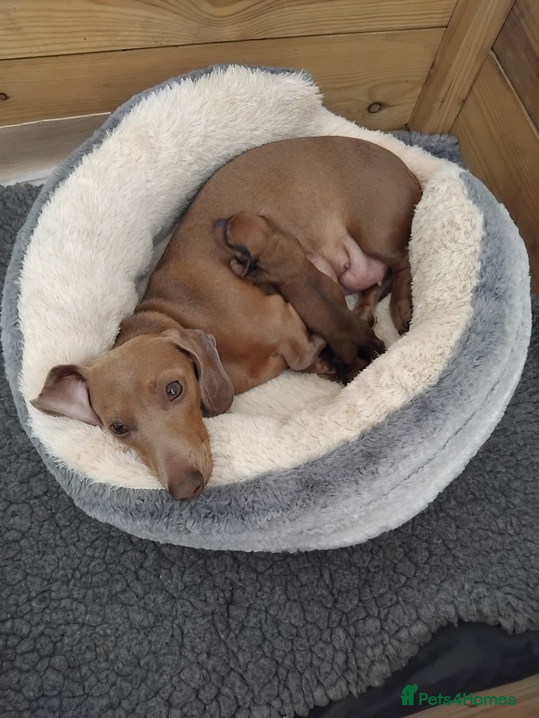 Miniature Dachshund dogs for sale: Minature dachshund male puppie - Image 5