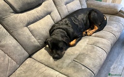 Rottweiler dogs for sale: FEMALE ROTTWEILER - Advert 4