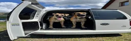 Great Dane dogs for sale: 2 x Adult Great Dane Females - Advert 4