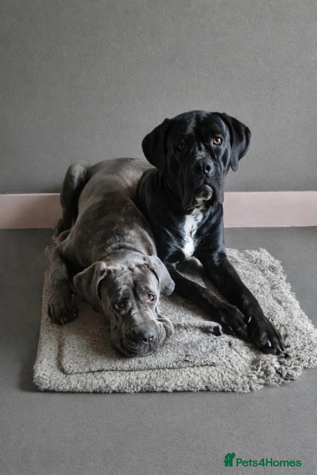 Cane Corso dogs for sale: Rehoming cane corso female 11 weeks - Advert 4