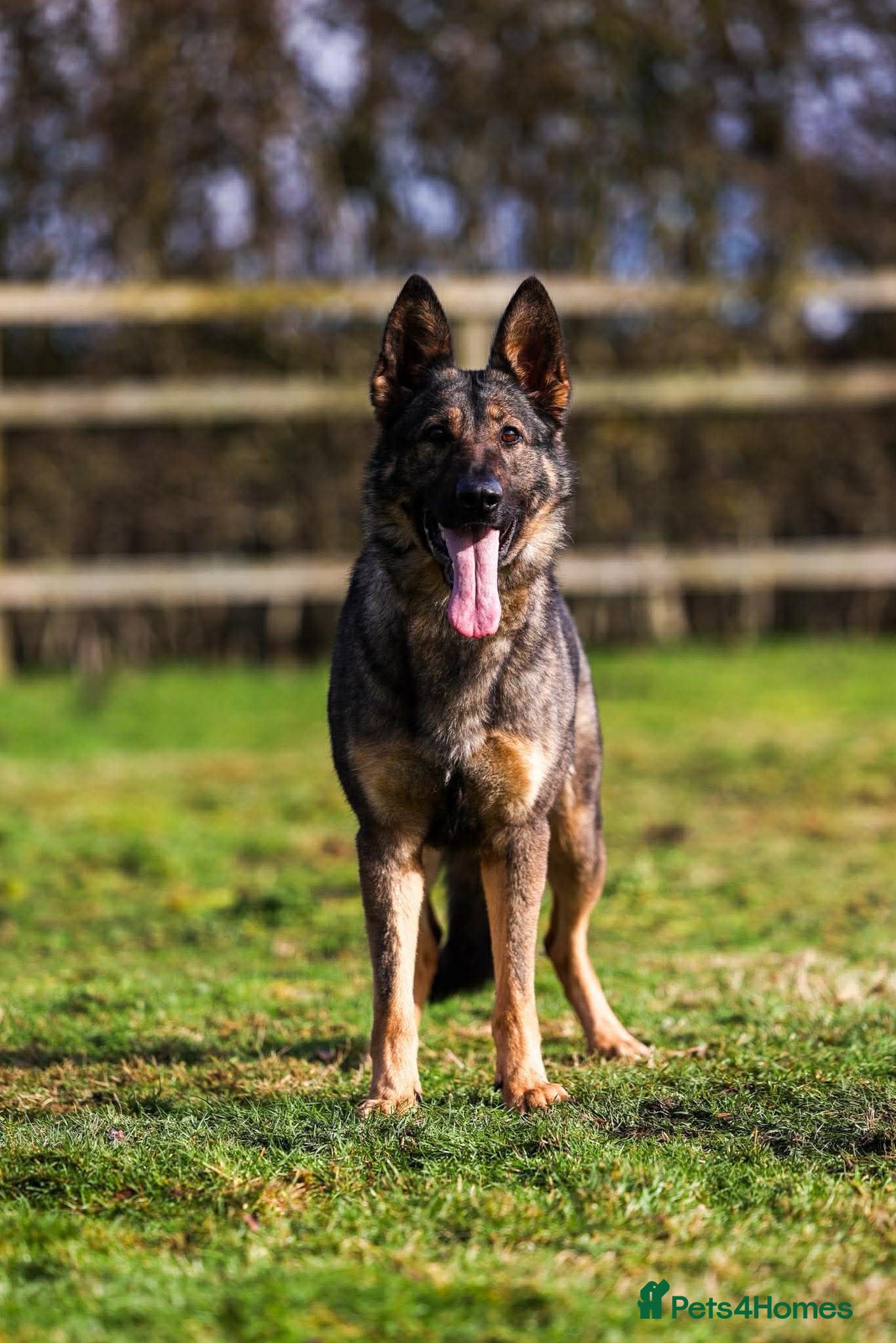 German Shepherd dogs The ultimate german shepherd pups - Advert 2