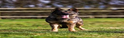 German Shepherd dogs for sale: The ultimate german shepherd pups in Doncaster - Advert 2
