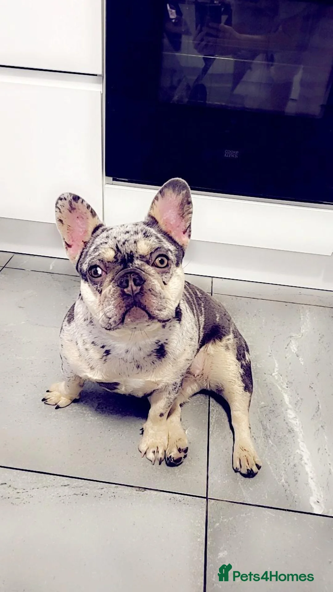 French Bulldog dogs for stud: Lilac tan merle in Sheffield - Advert 30