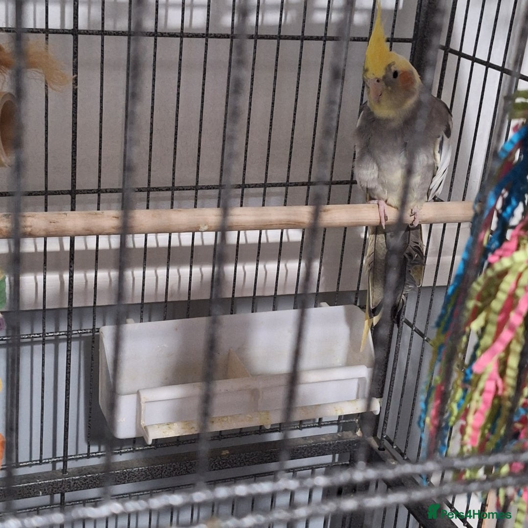 Cockatiels birds for sale: Cockatiel  - Advert 2