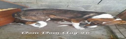 Mixed Breed dogs for adoption: Bom Bom, 7 months approx. Available for adoption. - Advert 1