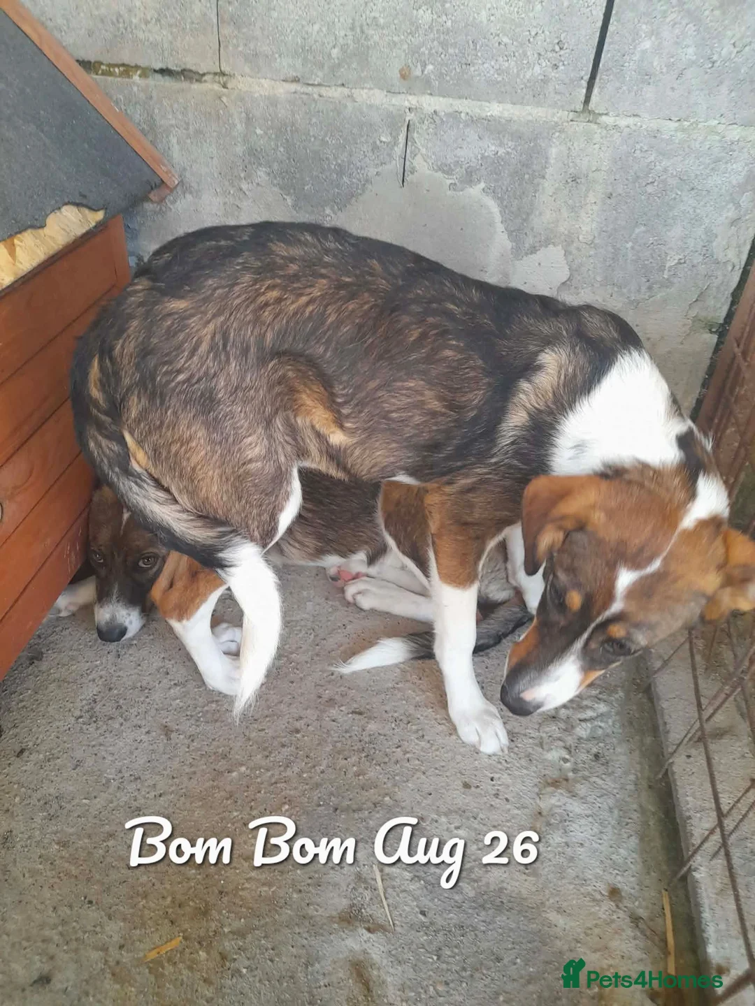 Mixed Breed dogs for adoption: Bom Bom, 7 months approx. Available for adoption. - Advert 1