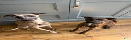 Mixed Breed dogs for sale: patterdale x whippet  - Advert 3