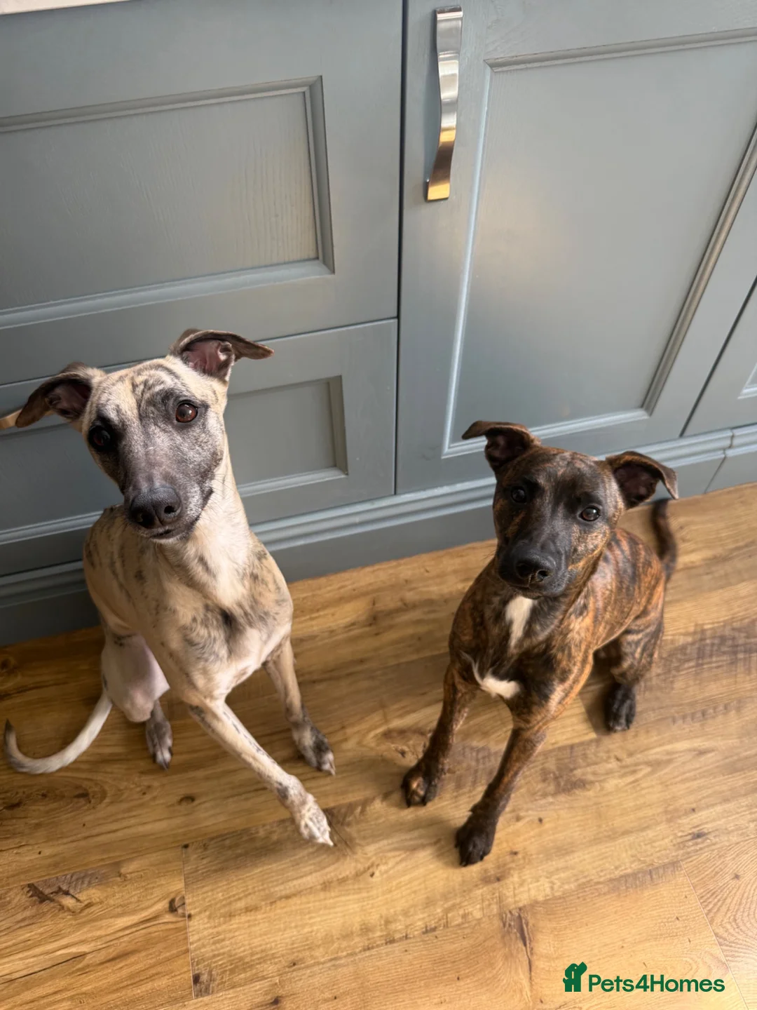 Mixed Breed dogs for sale: patterdale x whippet  - Advert 3