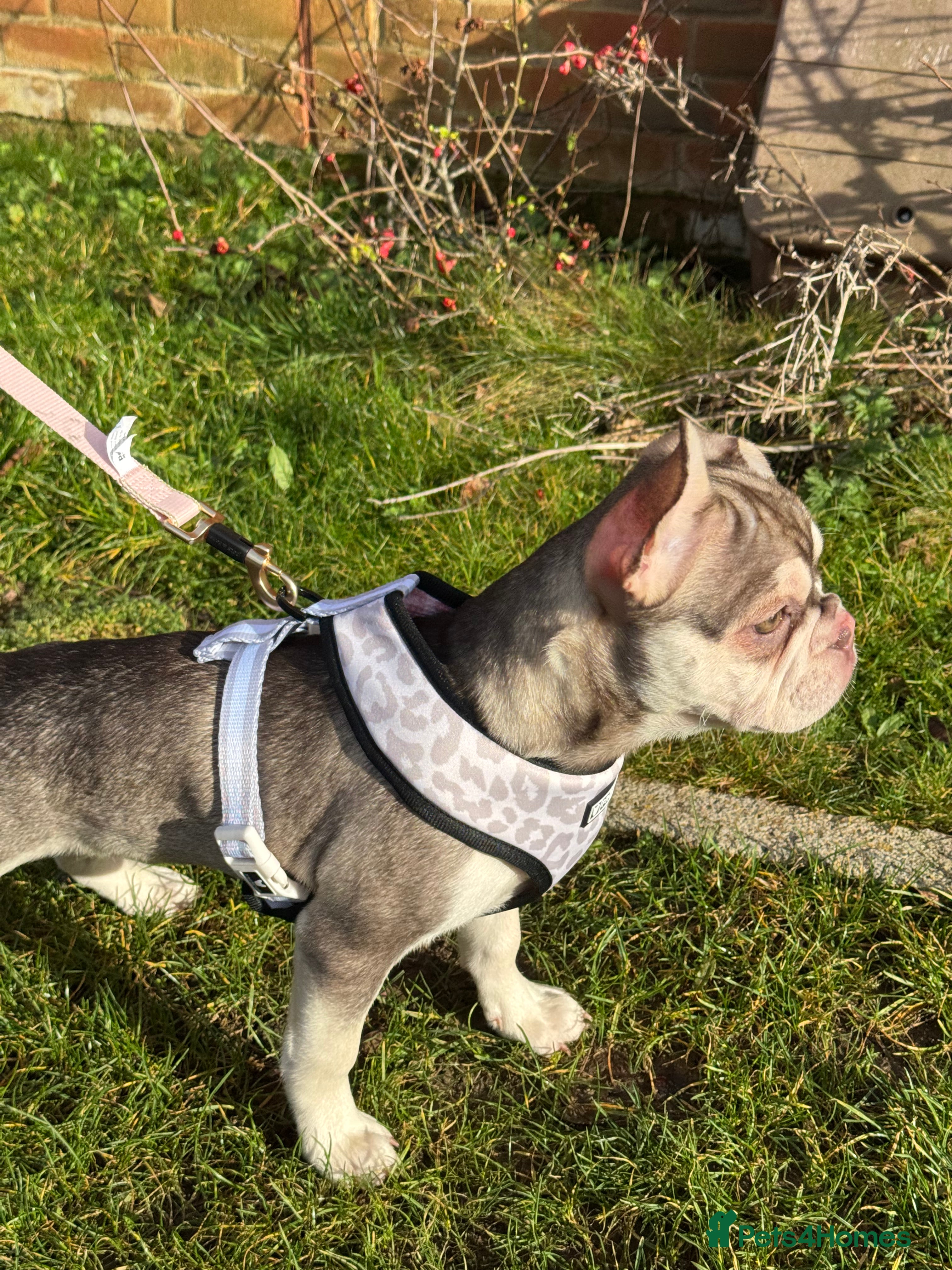 French Bulldog dogs eA husky French bulldog female - Advert 2