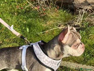 French Bulldog dogs eA husky French bulldog female - Advert 2