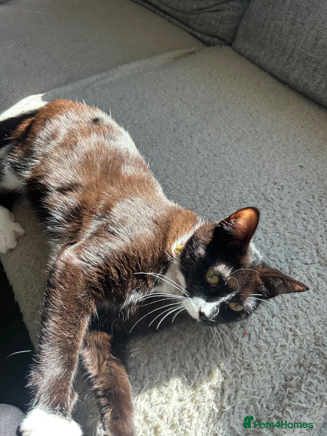 Domestic Shorthair cats for sale: Female cat - Advert 6