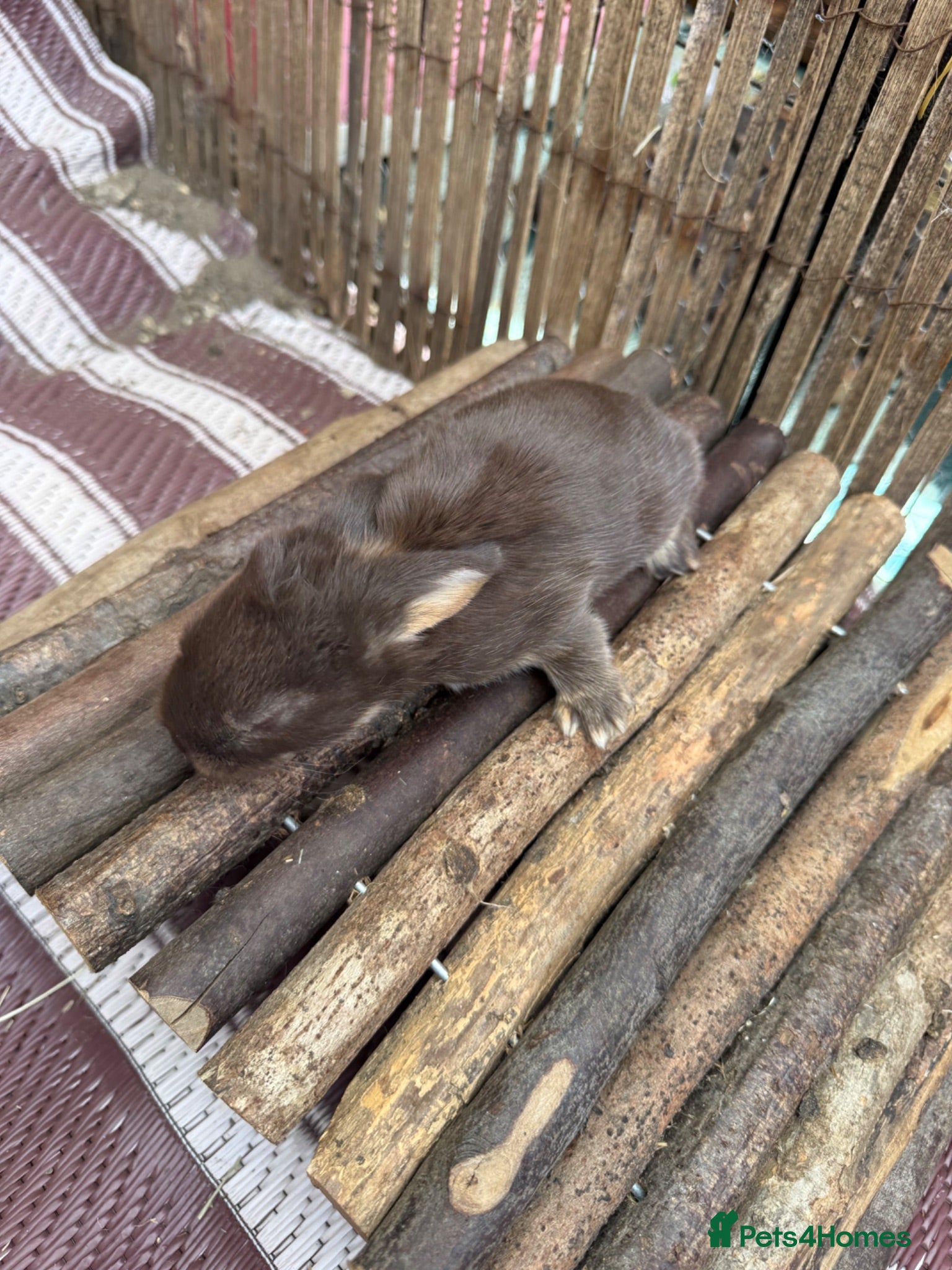 French Lop rabbits Beautiful Pure French Lop Babies ♥️ - Advert 2