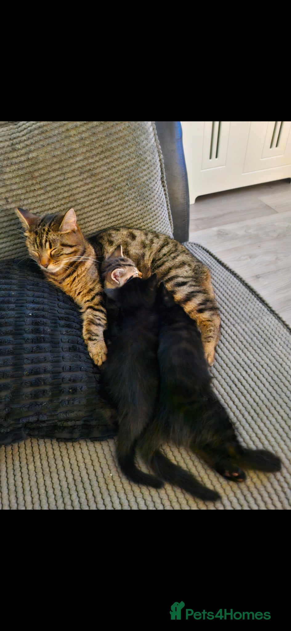 Mixed Breed cats Beautiful kitten (mixed Bengal) - Advert 4