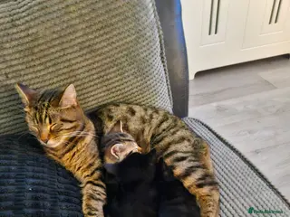 Mixed Breed cats Beautiful kitten (mixed Bengal) - Advert 13